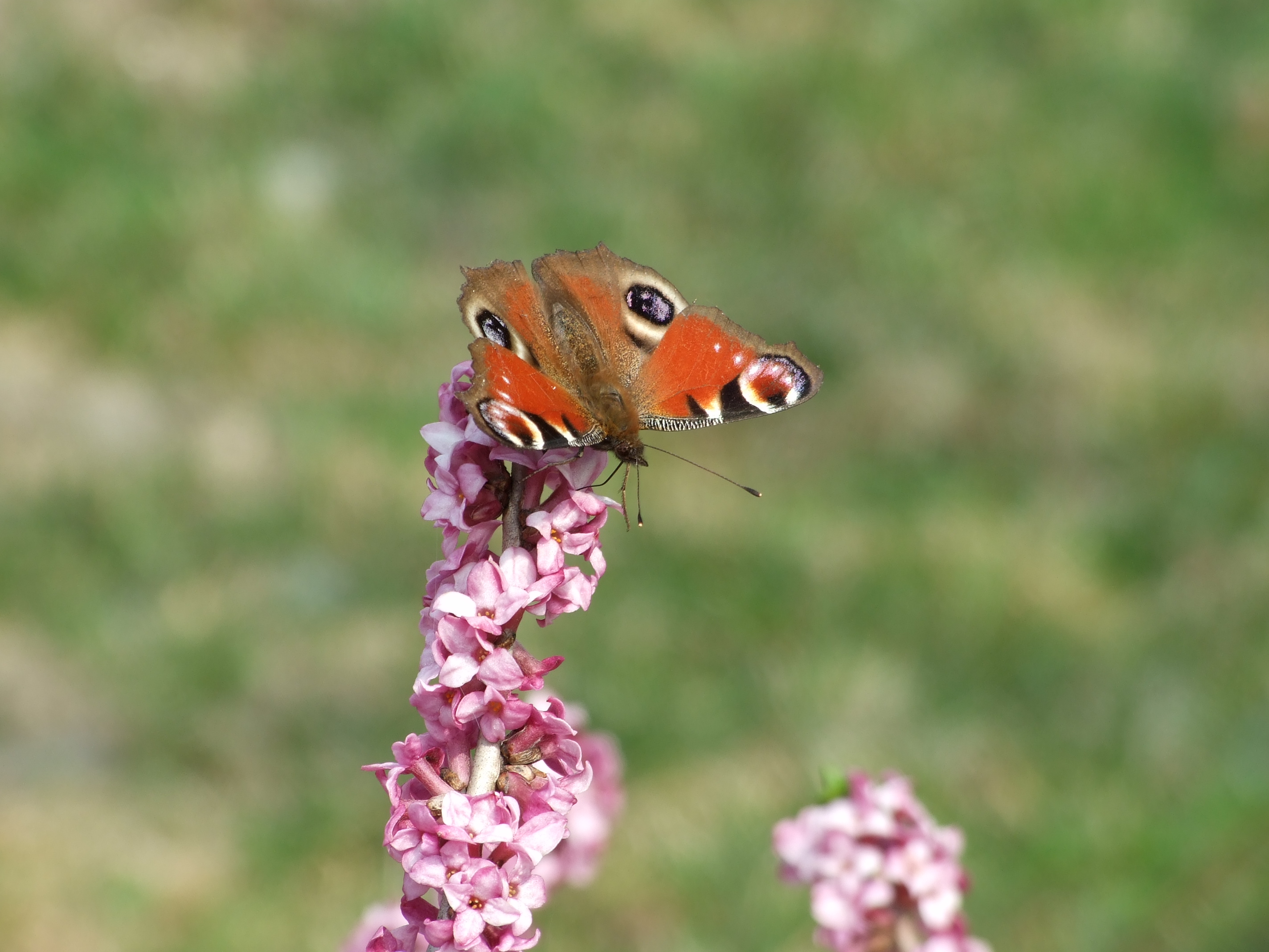motyl