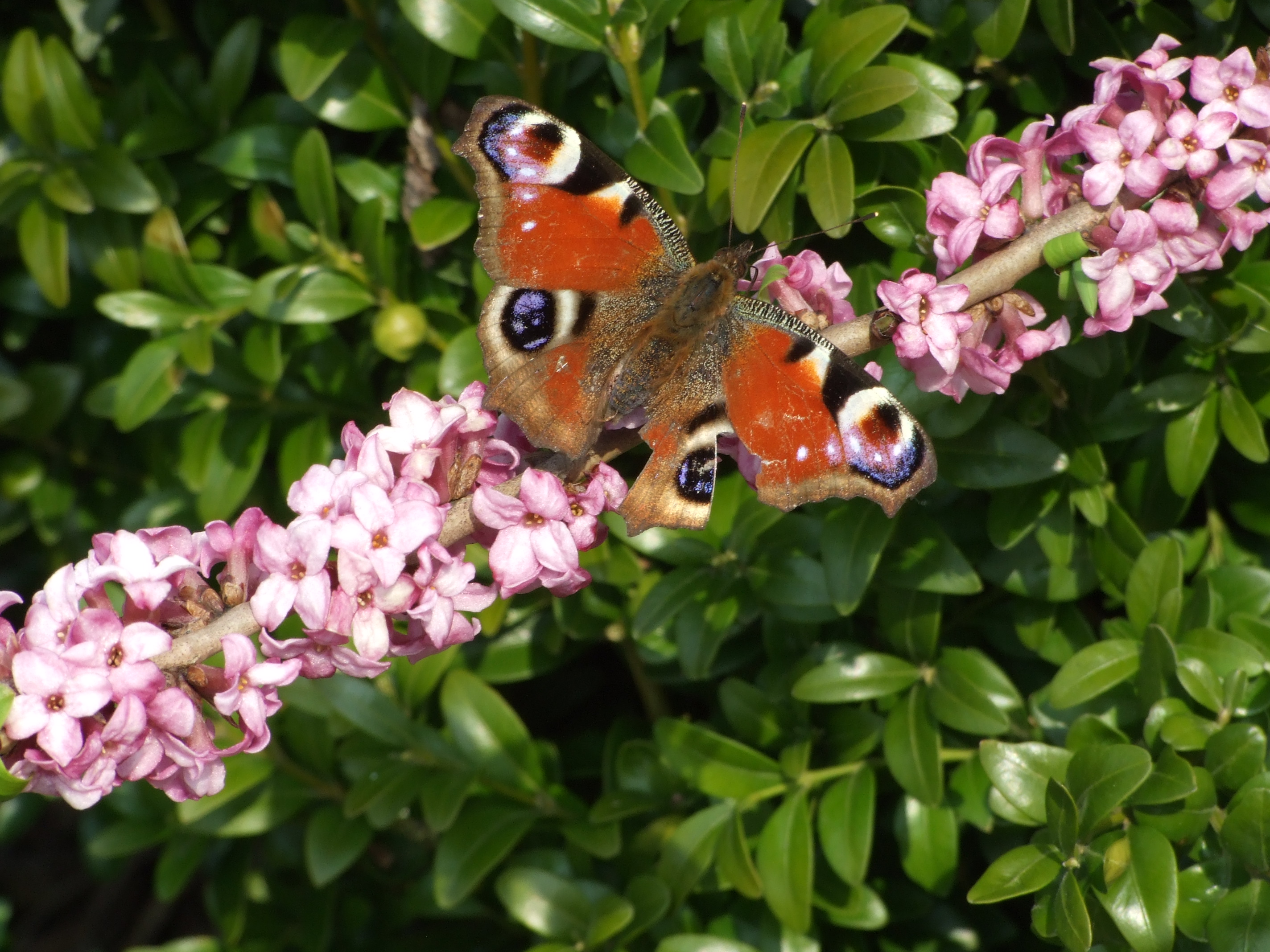 motyl 1