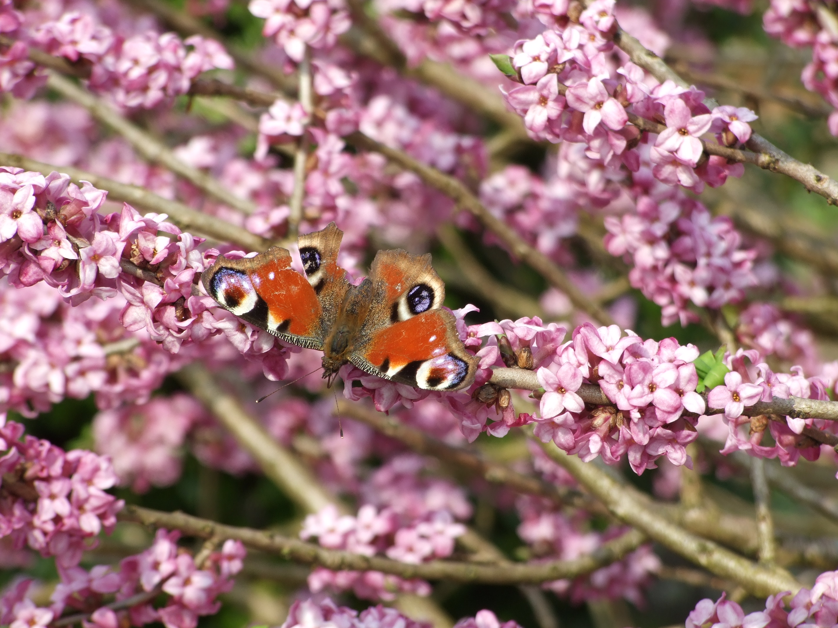motyl 3
